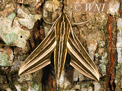 Titan Sphinx (Xylophanes titana)
